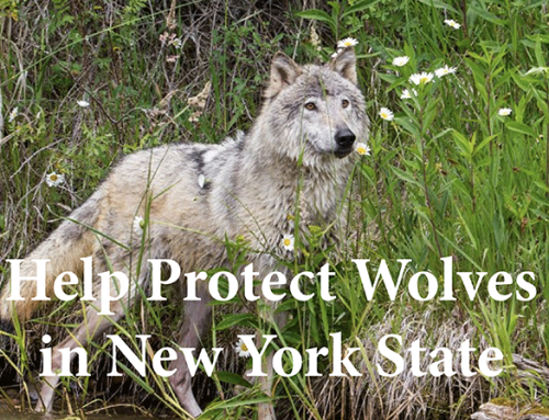 Help Protect Wolves in New York State
